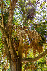 Image showing palm trees in georgia state usa