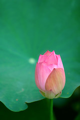 Image showing Lotus flower