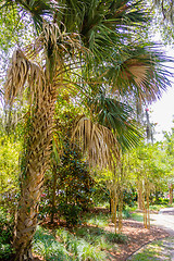 Image showing palm trees in georgia state usa