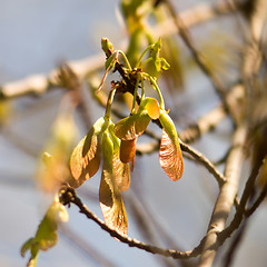 Image showing Maple foliage and winged fruit samara tree flowers