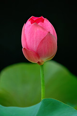 Image showing Lotus flower