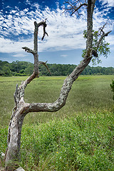 Image showing hunting island beach scenes 