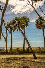 Image showing hunting island beach scenes 