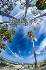 Image showing beach scenes at hunting island south carolina