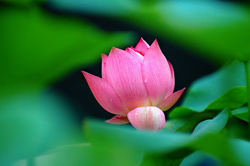 Image showing Lotus flower