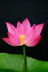 Image showing Lotus flower