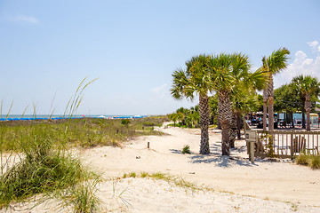 Image showing palm trees in georgia state usa