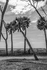 Image showing hunting island beach scenes 