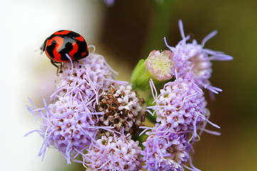 Image showing Ladybird on purple flower