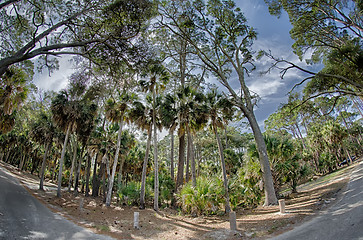 Image showing beach scenes at hunting island south carolina