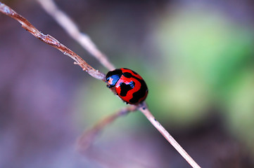 Image showing Climbing ladybird along a plant stem