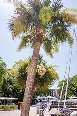 Image showing boats in harbour town of south beach hilton head