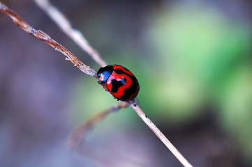 Image showing Climbing ladybird along a plant stem