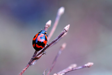 Image showing Ladybird with dry stalk