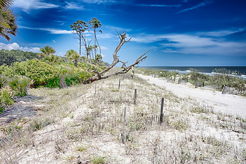 Image showing hunting island beach scenes 