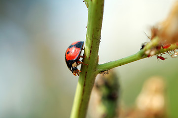 Image showing Ladybird walking on stem of plant