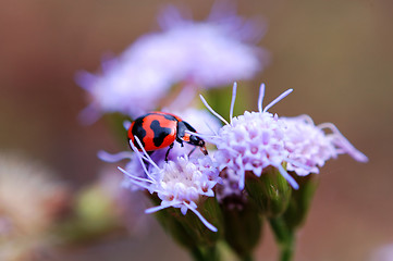 Image showing Ladybird eating petal of purple flower