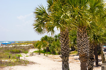 Image showing palm trees in georgia state usa