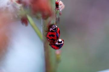 Image showing The mating ladybirds