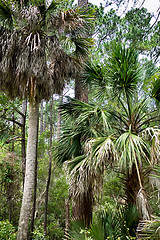 Image showing hunting island beach scenes 