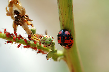 Image showing Mating ladybirds and red aphids