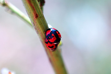 Image showing Romantic scene of mating ladybirds