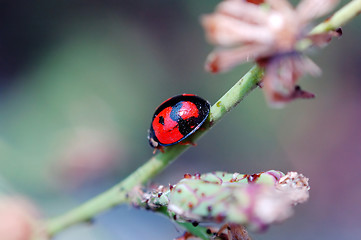 Image showing Ladybird walking on stem of compositae plant