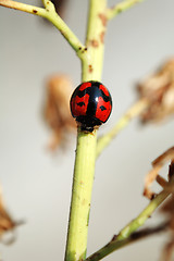 Image showing A ladybird walking along a stem