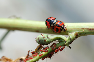 Image showing Ladybirds mating besides aphids