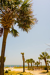 Image showing palm trees in georgia state usa