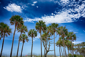 Image showing hunting island beach scenes 