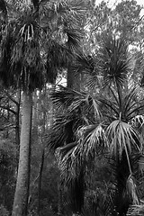 Image showing hunting island beach scenes 