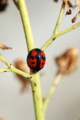 Image showing Ladybug on stem of compsitae
