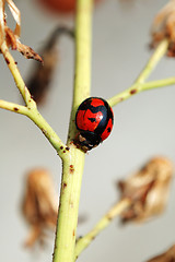 Image showing Ladybug on stem of plant