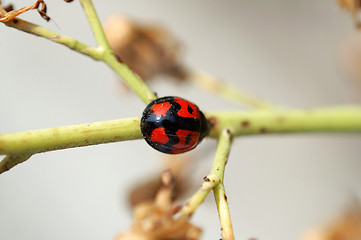 Image showing Ladybird and stem