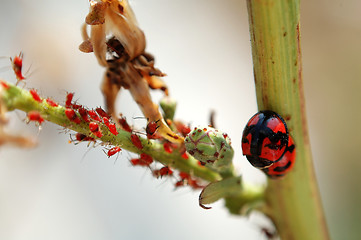 Image showing Scene of ladybird and aphids
