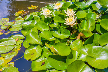 Image showing Water lily in pool of water