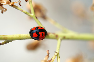 Image showing Ladybug climbing along a stem of compositae