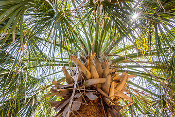 Image showing palm trees in georgia state usa