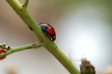 Image showing A climbing ladybird