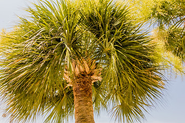 Image showing palm trees in georgia state usa