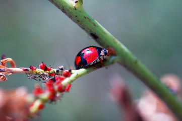 Image showing Ladybird staying with red aphids