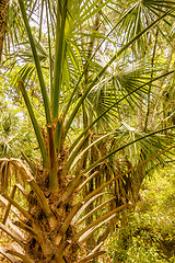 Image showing hunting island beach scenes 