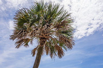 Image showing hunting island beach scenes 