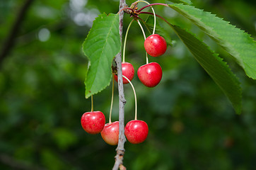 Image showing Red ripe cherry berries