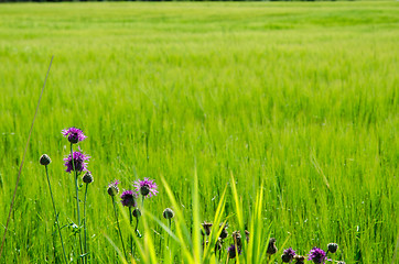 Image showing Violet flowers at a green field