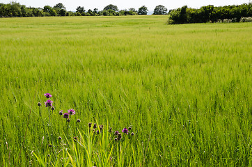 Image showing Green rural field