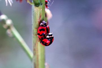 Image showing Ladybirds mating beside a aphid