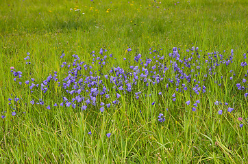 Image showing Group of bellflowers