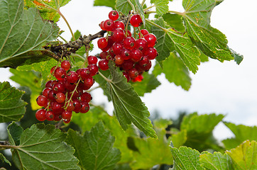 Image showing Fresh red currants